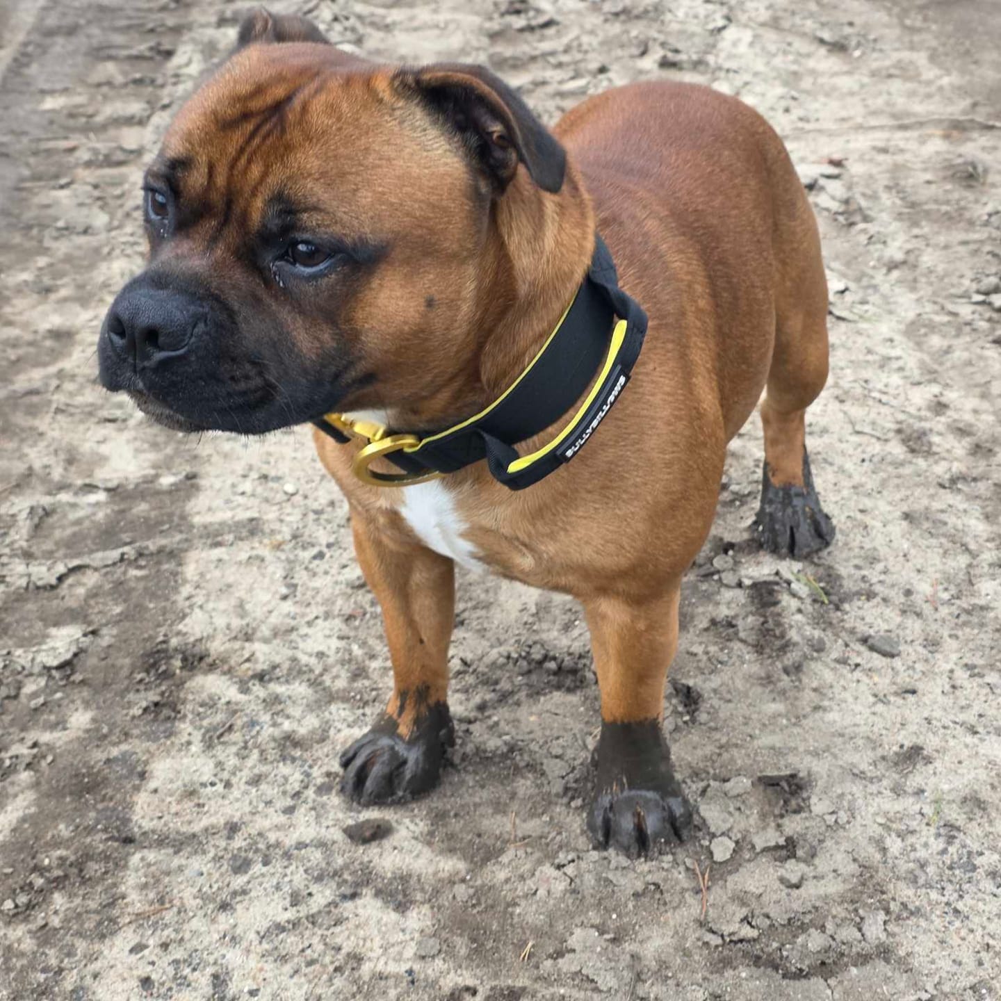 Customer photo review of 4cm LIGHTER Combat® Collar | With Handle & Secure Clip - Black & Yellow