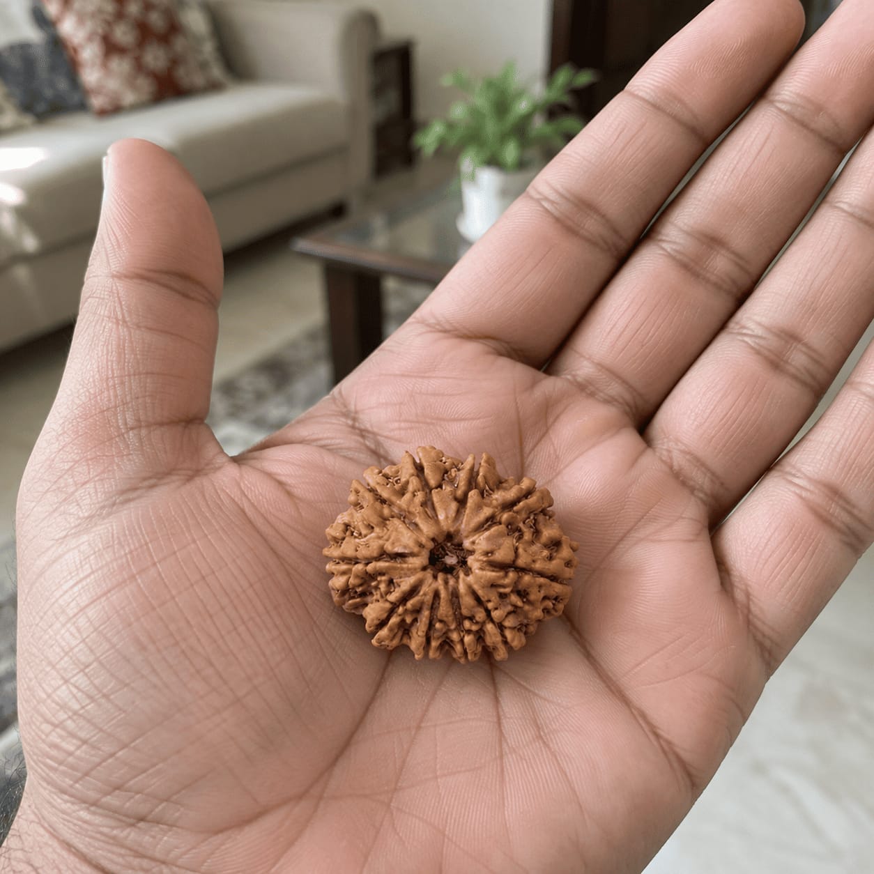 Customer photo review of 10 Mukhi Rudraksha (Nepali)