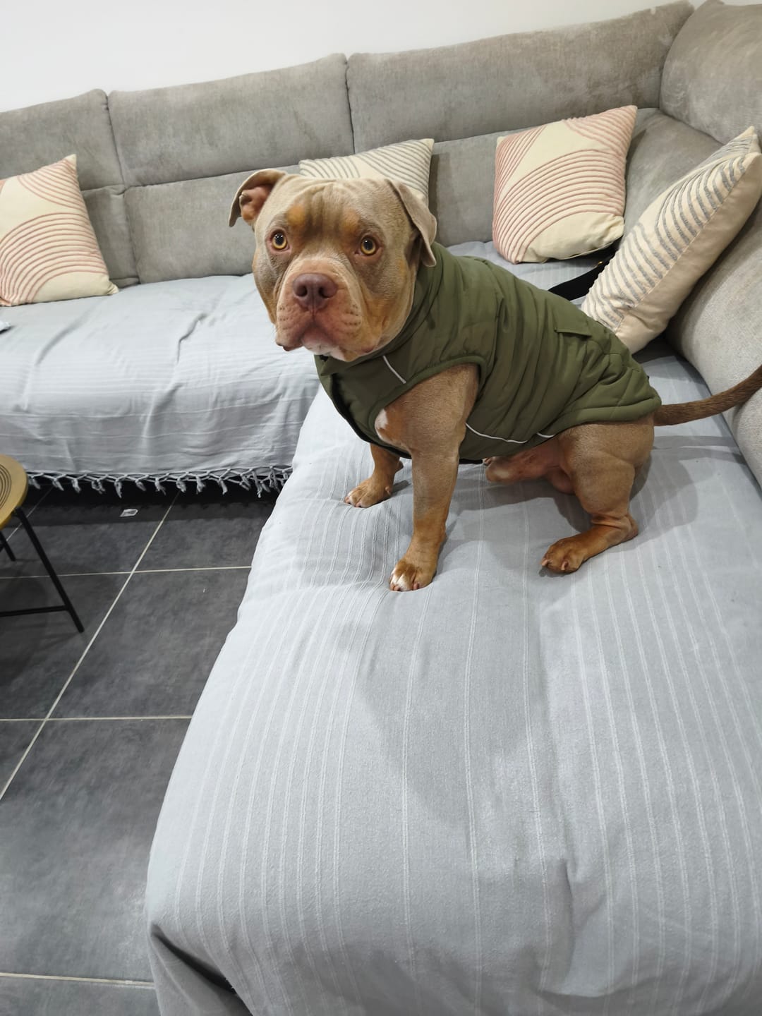 Customer photo review of WarmShield Water-Resistant Jacket - Olive