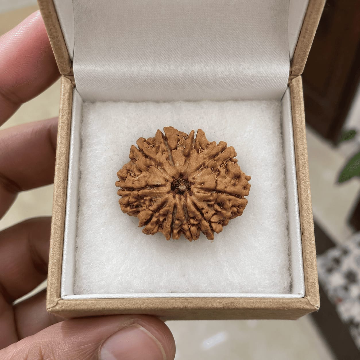 Customer photo review of 10 Mukhi Rudraksha (Nepali)