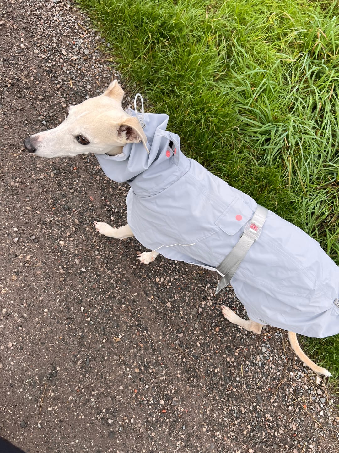 Customer photo review of Quickwear Lightweight Raincoat for Dogs