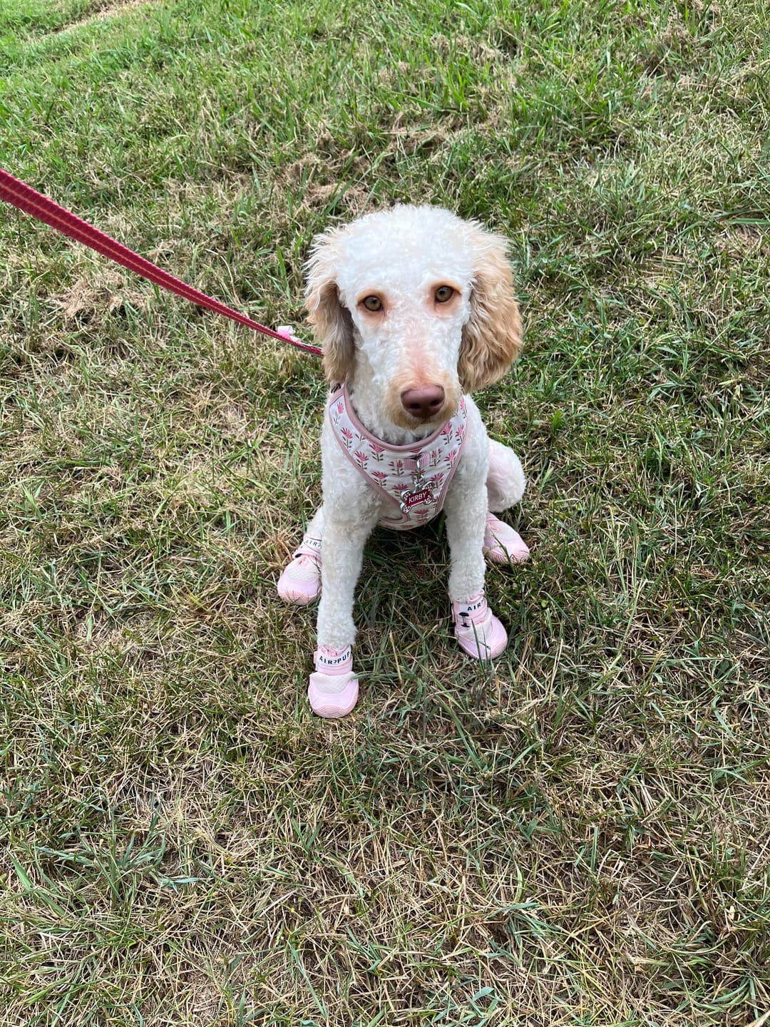 Customer photo review of AIR PUP DOG SHOES - SET OF 4