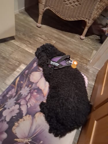 Customer's Dogshood Ergonomic Harness worn by a black dog resting on a patterned mat.