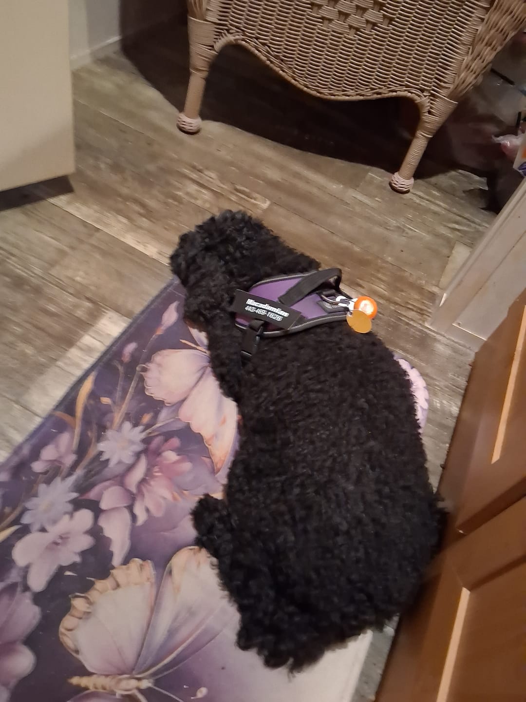 Customer photo review of Dogshood ™ Ergonomic Harness