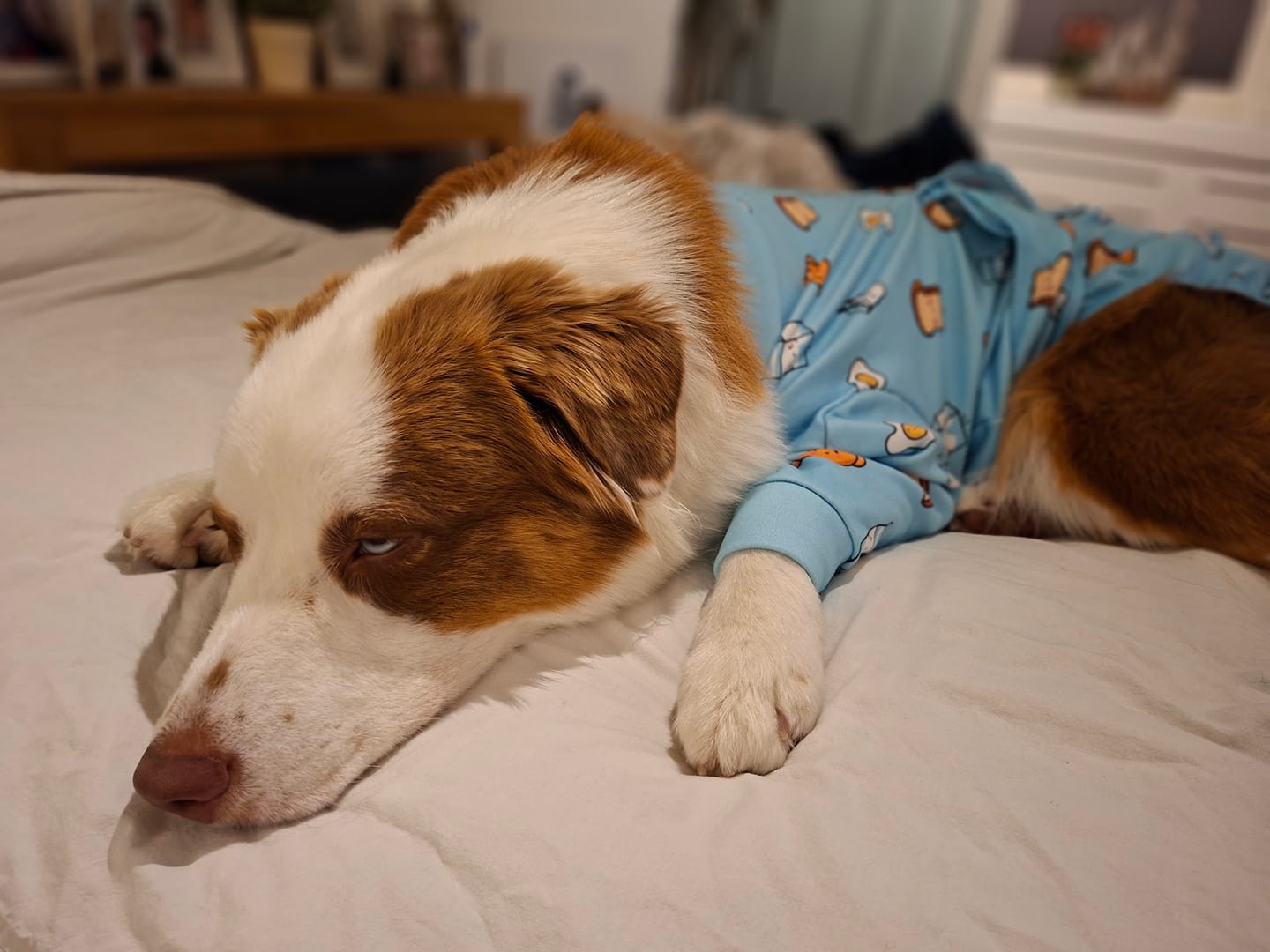 Customer photo review of Dog Surgical Suit  2-pack