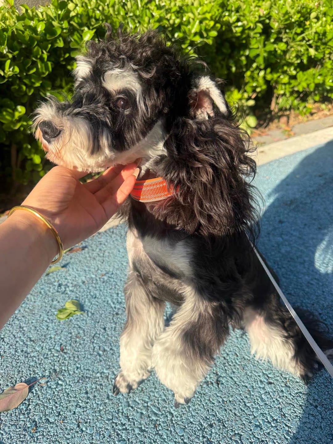 Customer photo review of Pawtique TraceTag™ Reflective Smart Finder Collar