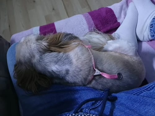 Customer photo review of Aspirateur à poils de chien - Kit toilettage complet 3 en 1
