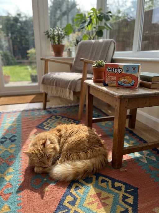 Customer photo review of Catpip Calm Room Pheromone Diffuser
