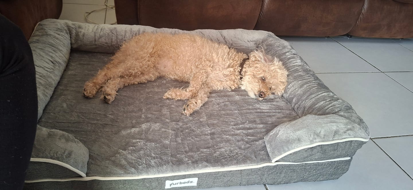 Customer photo review of Cama Ortopédica para Perros