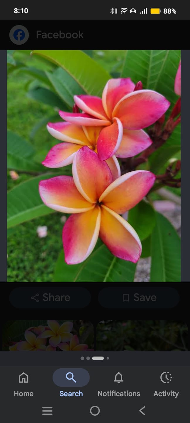 Customer photo review of Plumeria Champa Peach