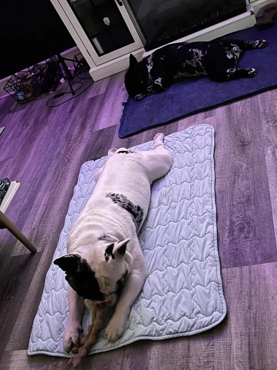 Customer photo review of Dog Cooling Mat