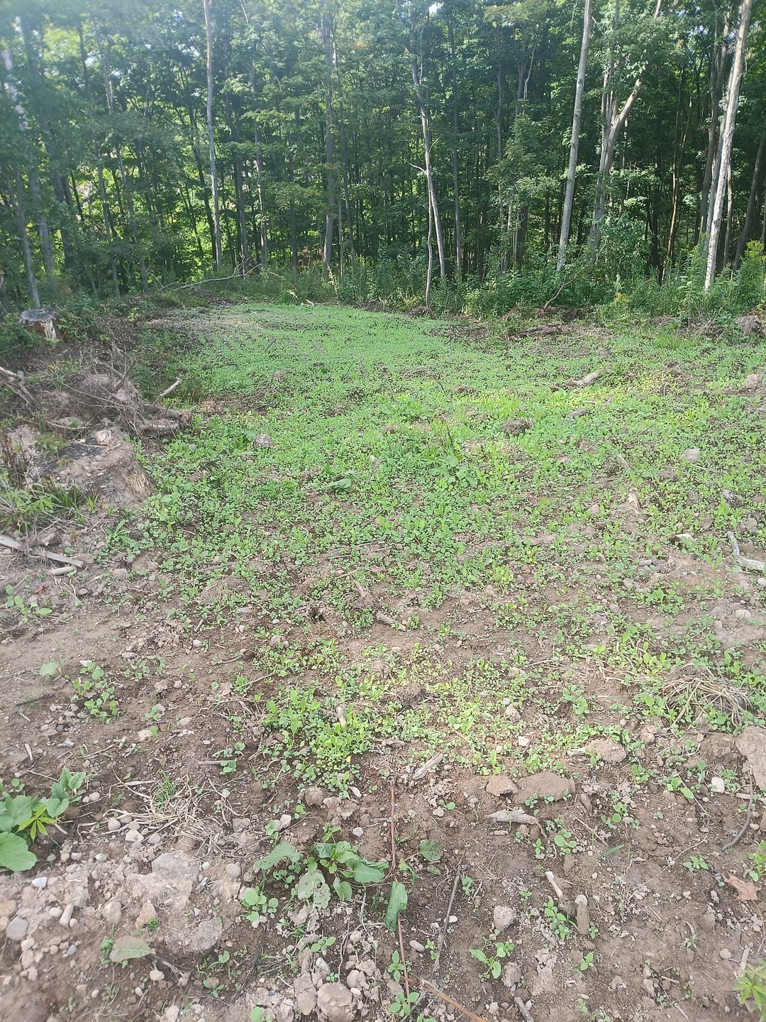 Customer photo review of Late Season Brassicas