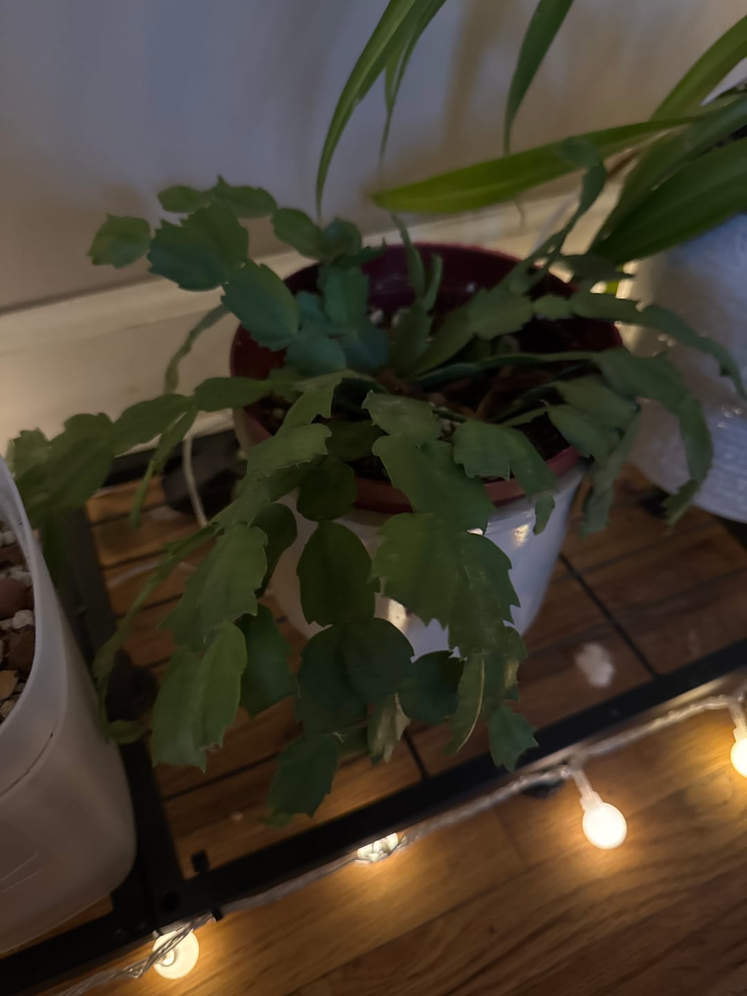 Customer photo review of Flowering Christmas Cactus - Thanksgiving Cactus in a 4" Grow Pot - Holiday Cactus - Indoor Succulent Plant - Low light Gift Houseplant