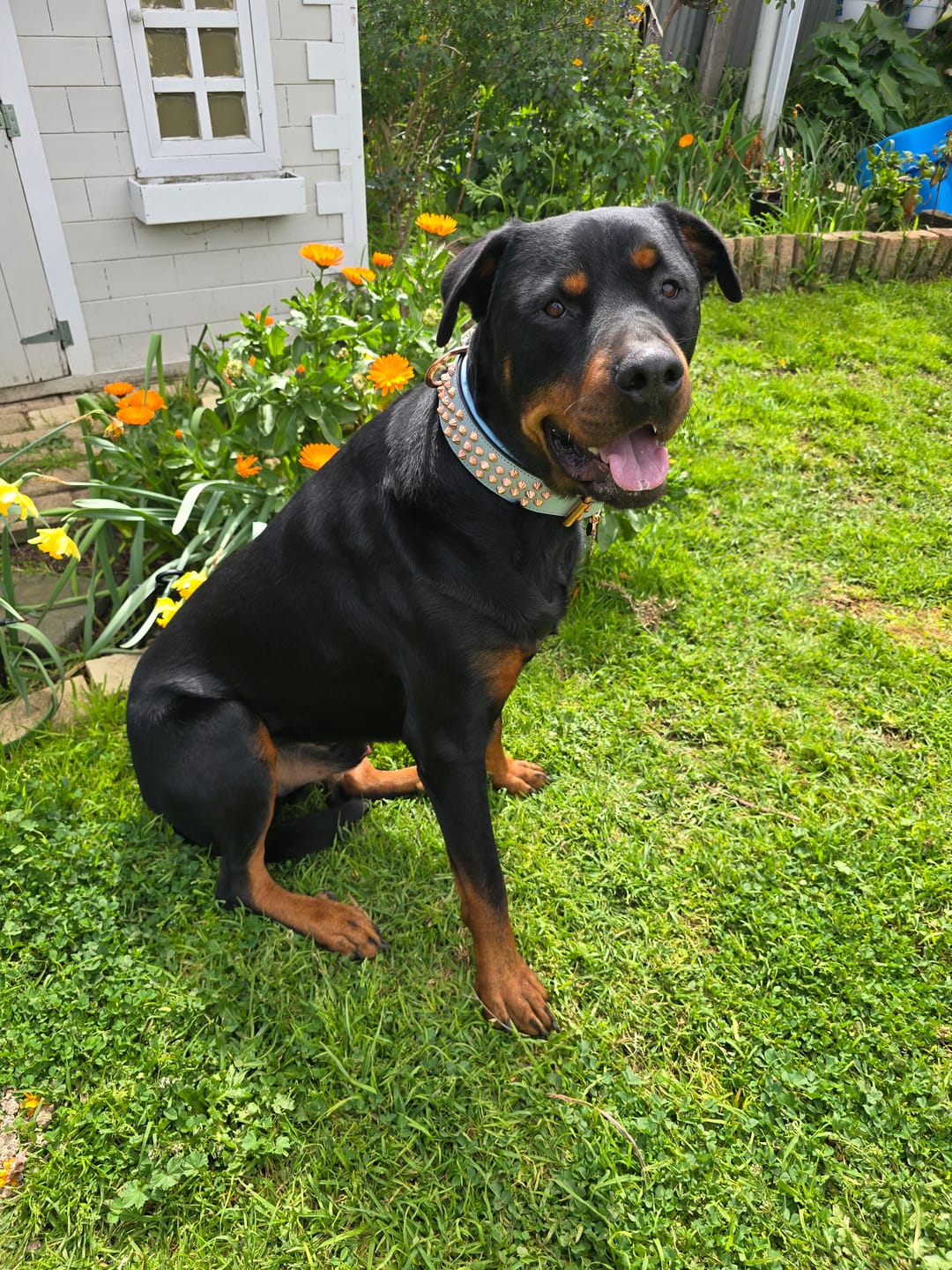 Customer photo review of Hand Made Leather Dog Collar - Imperial Baby Blue & Rose Gold (Wide Fit)