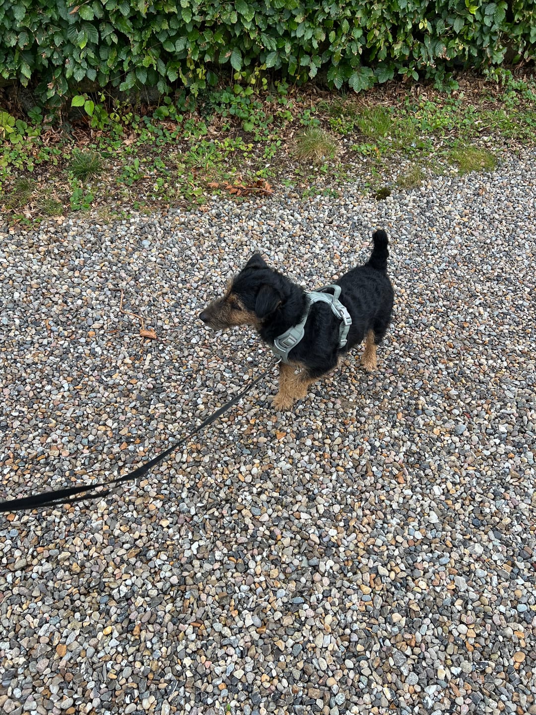 Customer photo review of Staey - Elma Hundesele, Mocca