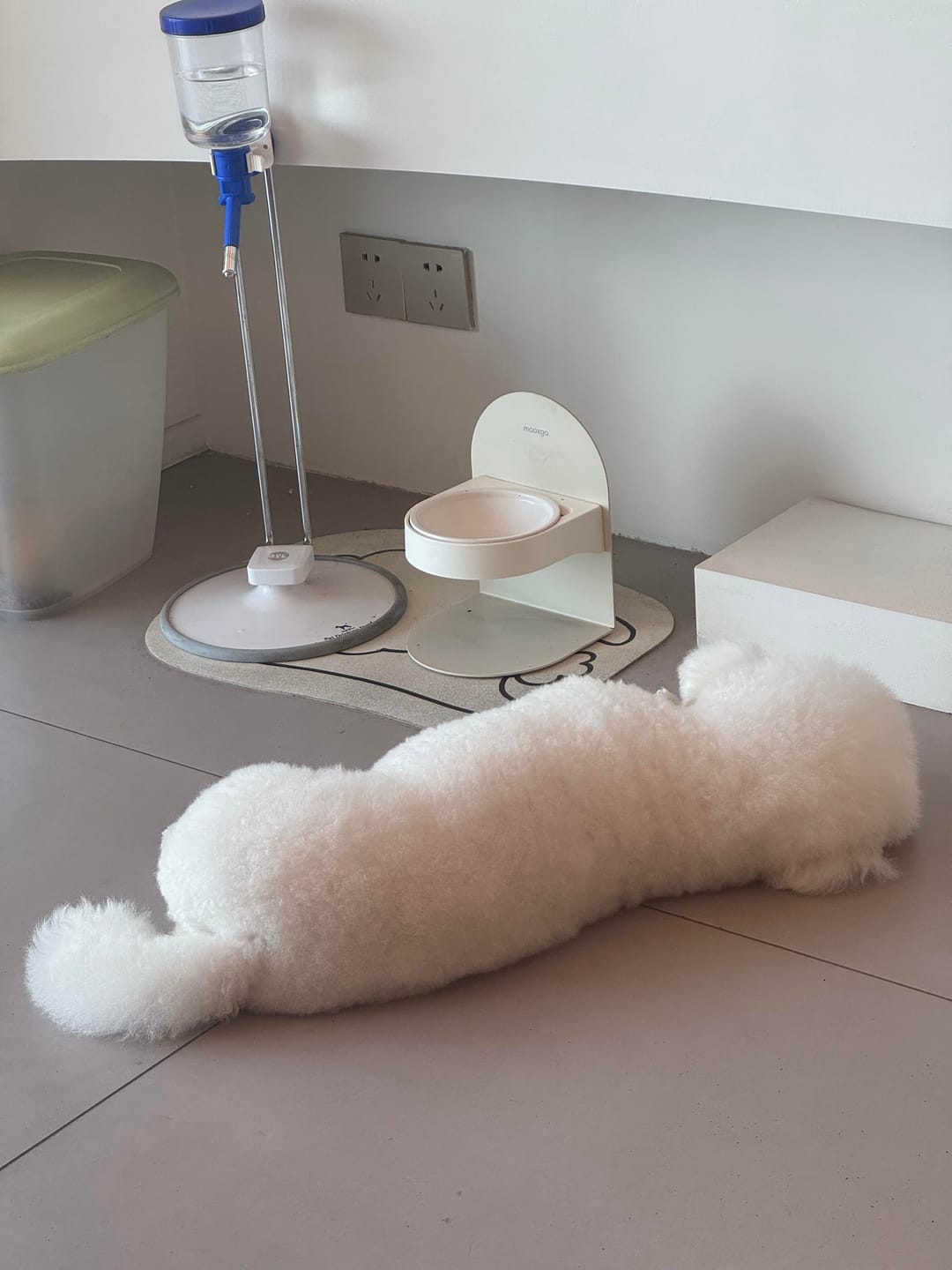 Customer photo review of Pawtique FlexDine™ Adjustable Elevated Ceramic Cat Bowl