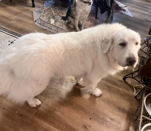Customer photo review of Aspirateur à poils de chien - Kit toilettage complet 3 en 1