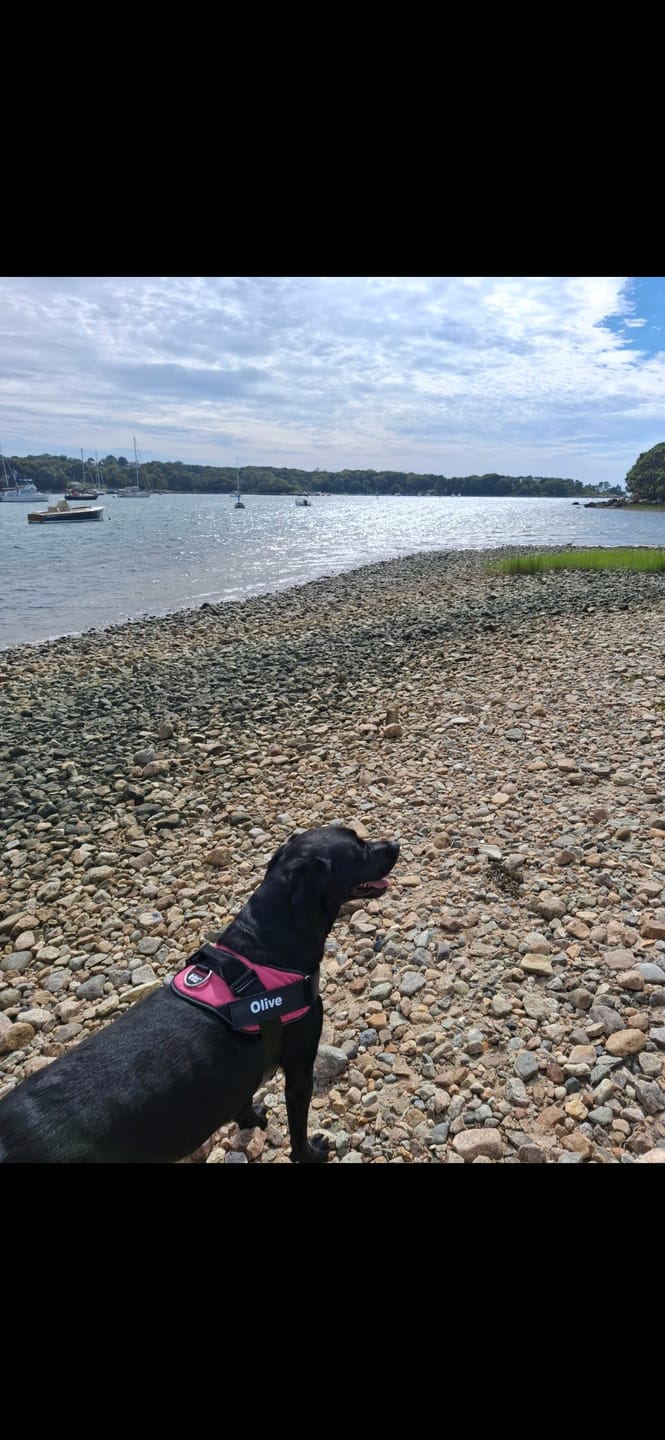 Customer photo review of Dogshood ™ No Pull Harness