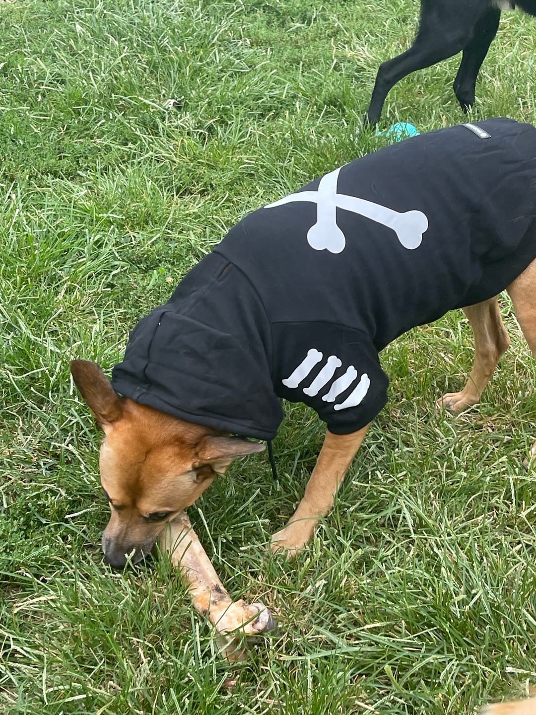 Customer photo review of "WOOF" Dog Hoodie - Black & Reflective