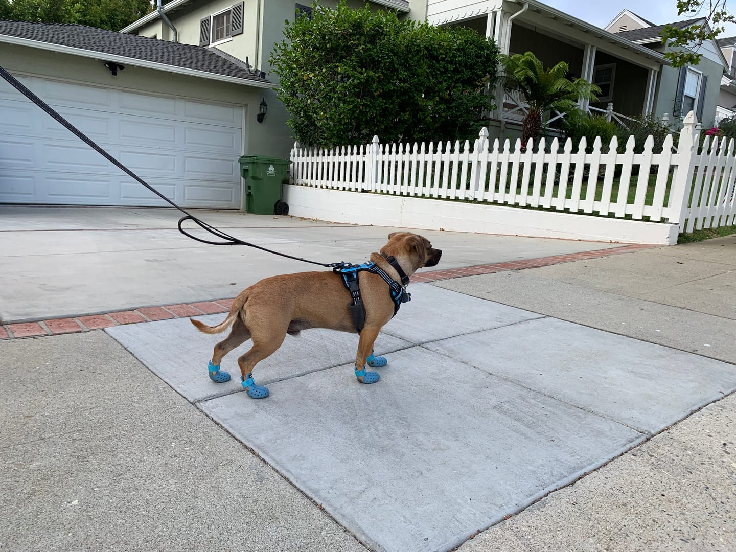 Customer photo review of WagWellie® Mojave Single