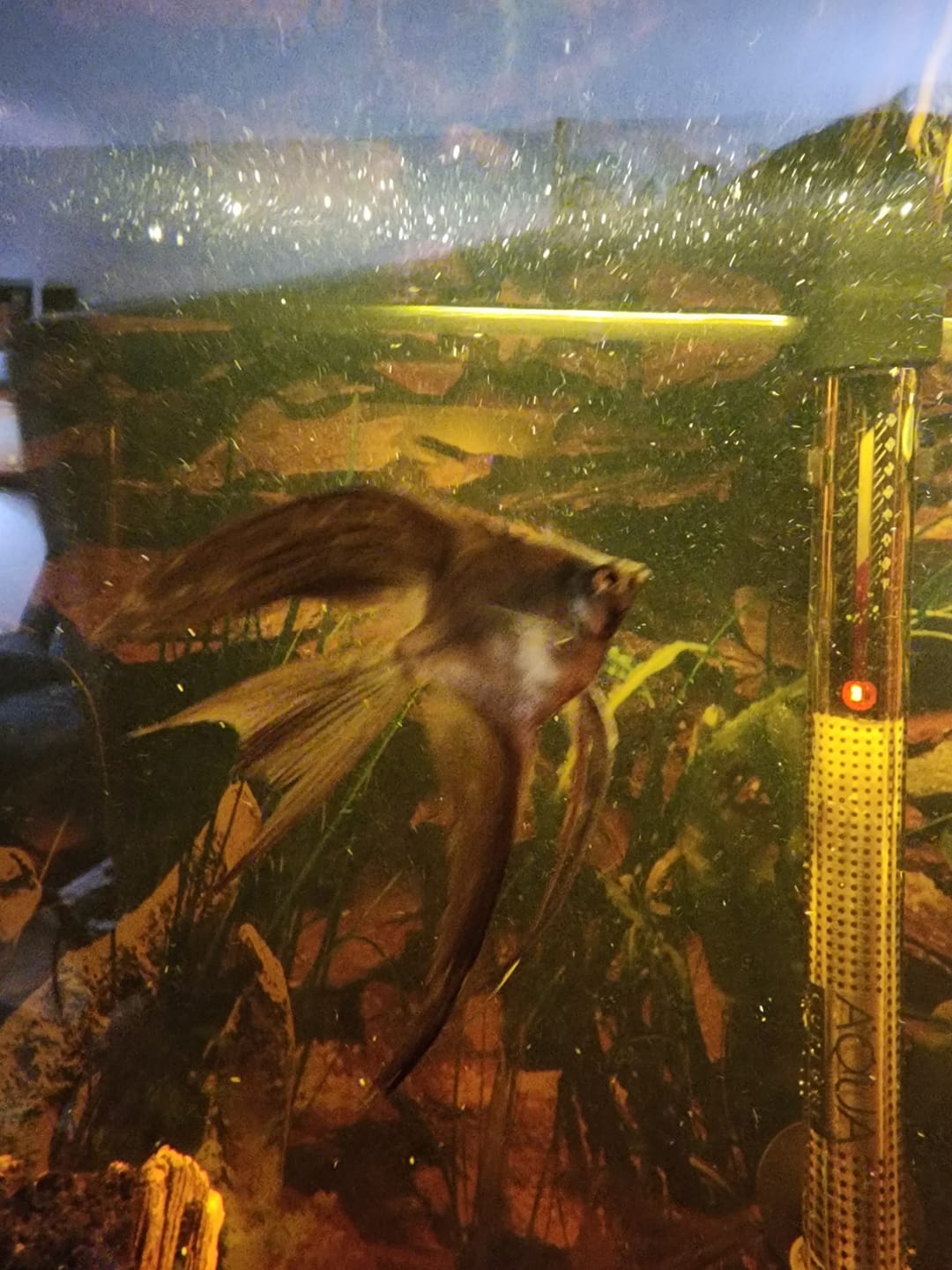 Customer photo review of Bulgarian Green Seal Point Angelfish