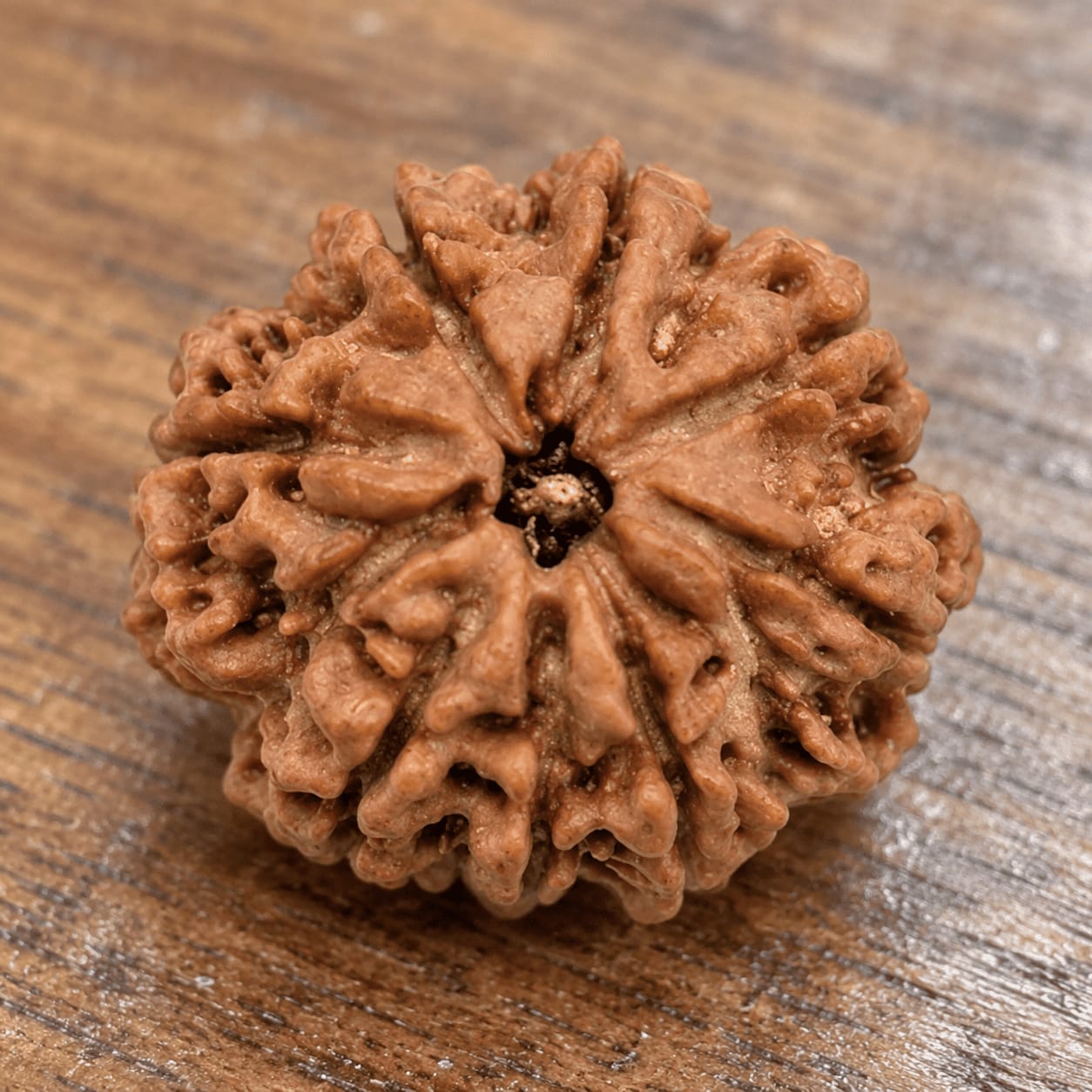Customer photo review of 10 Mukhi Rudraksha (Nepali)