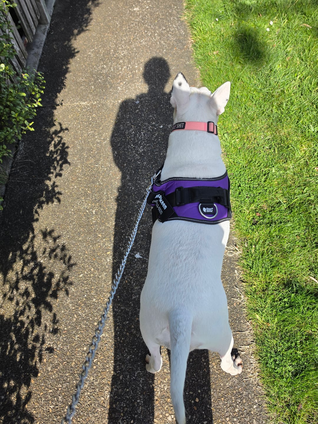Customer photo review of Dogshood ™ No Pull Harness