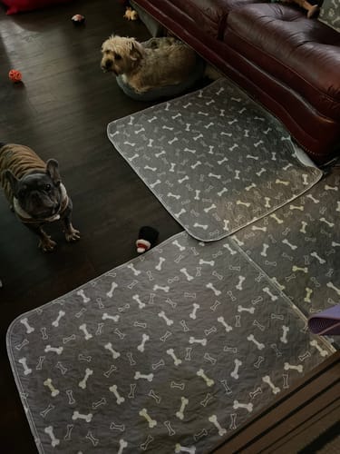 Dos tapetes lavables SniffPad en la sala con dos perros pequeños alrededor