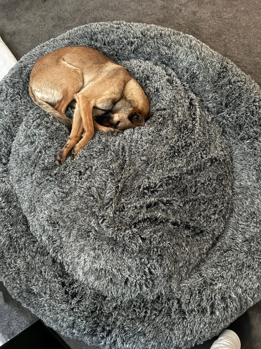 Customer photo review of Premium Calming Pet Bed with Removable Cover
