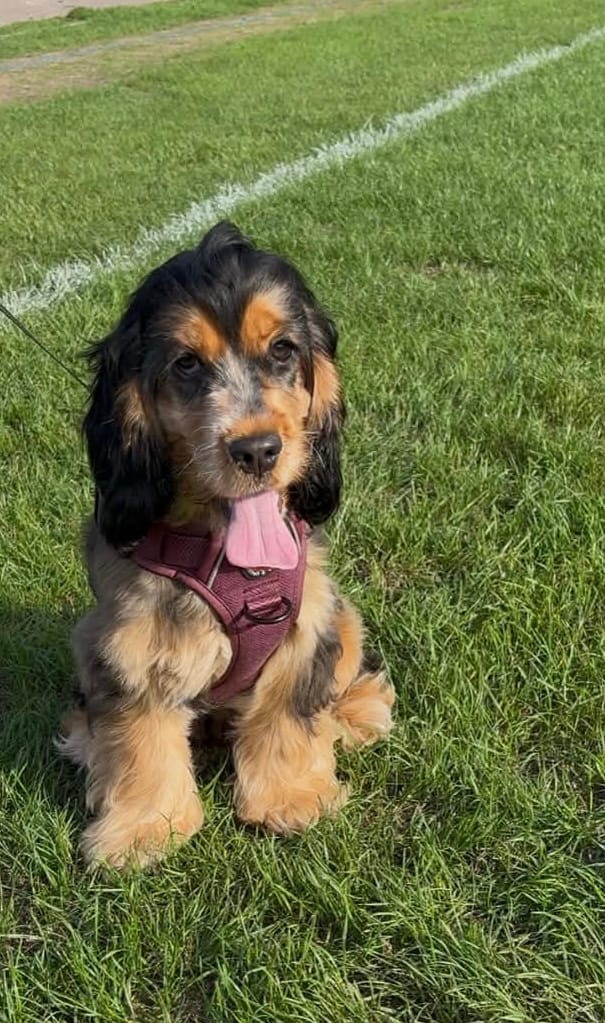 Customer photo review of Trail & Glow® Dog Harness - Mulberry Tweed
