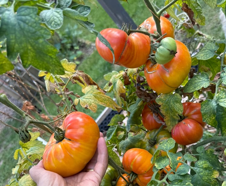 Customer photo review of Fleischtomate 'Ananas', Bio-Jungpflanze