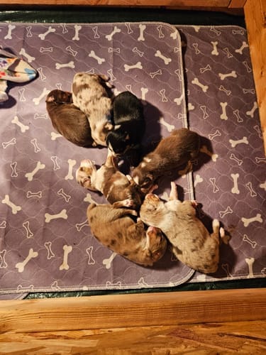 Customer photo review of SniffPad Almohadilla con Feromonas para Perros