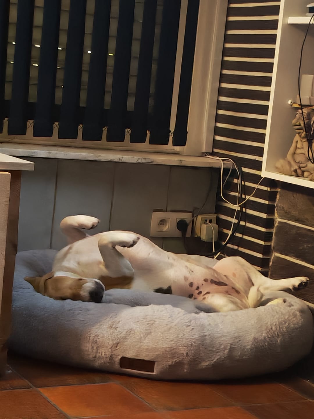 Customer photo review of Pet Perfect Hoes (ENKEL HOES) voor Orthopedische Donutmand - ZONDER VULLING