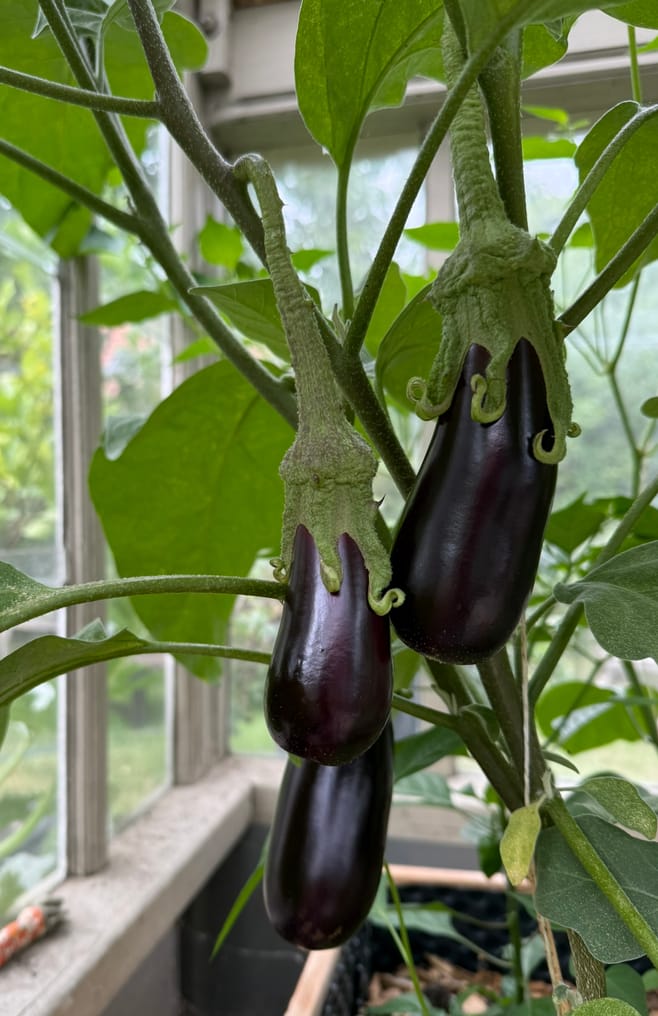 Customer photo review of Aubergine ‘De Barbentane’, Bio-Jungpflanze