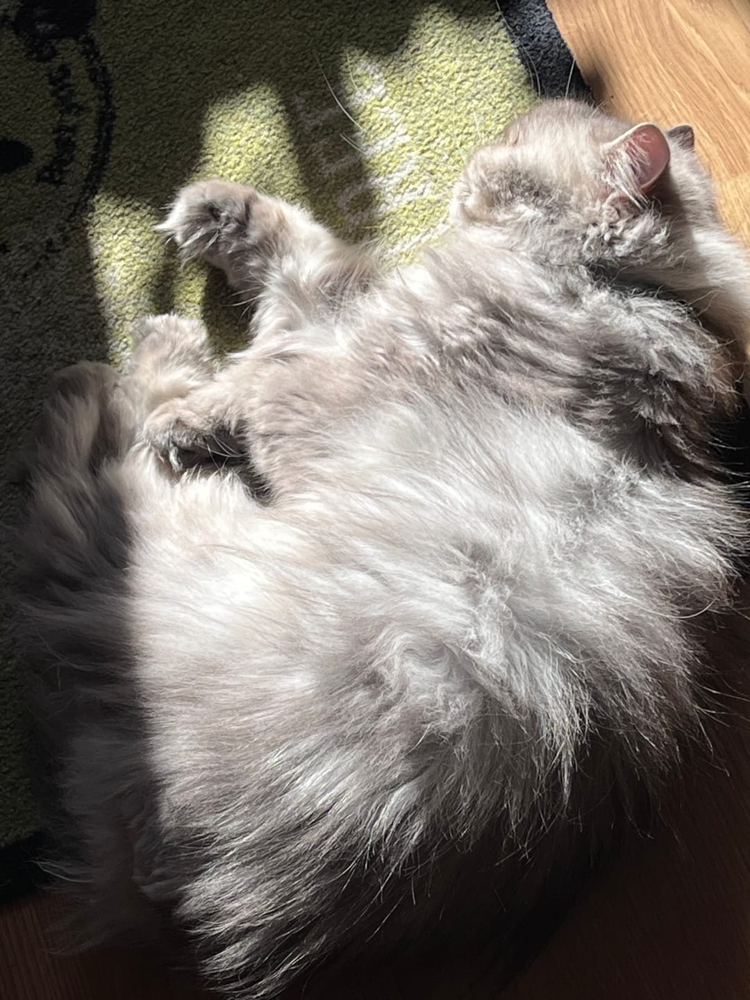 Customer photo review of Katzenklo Schaufel