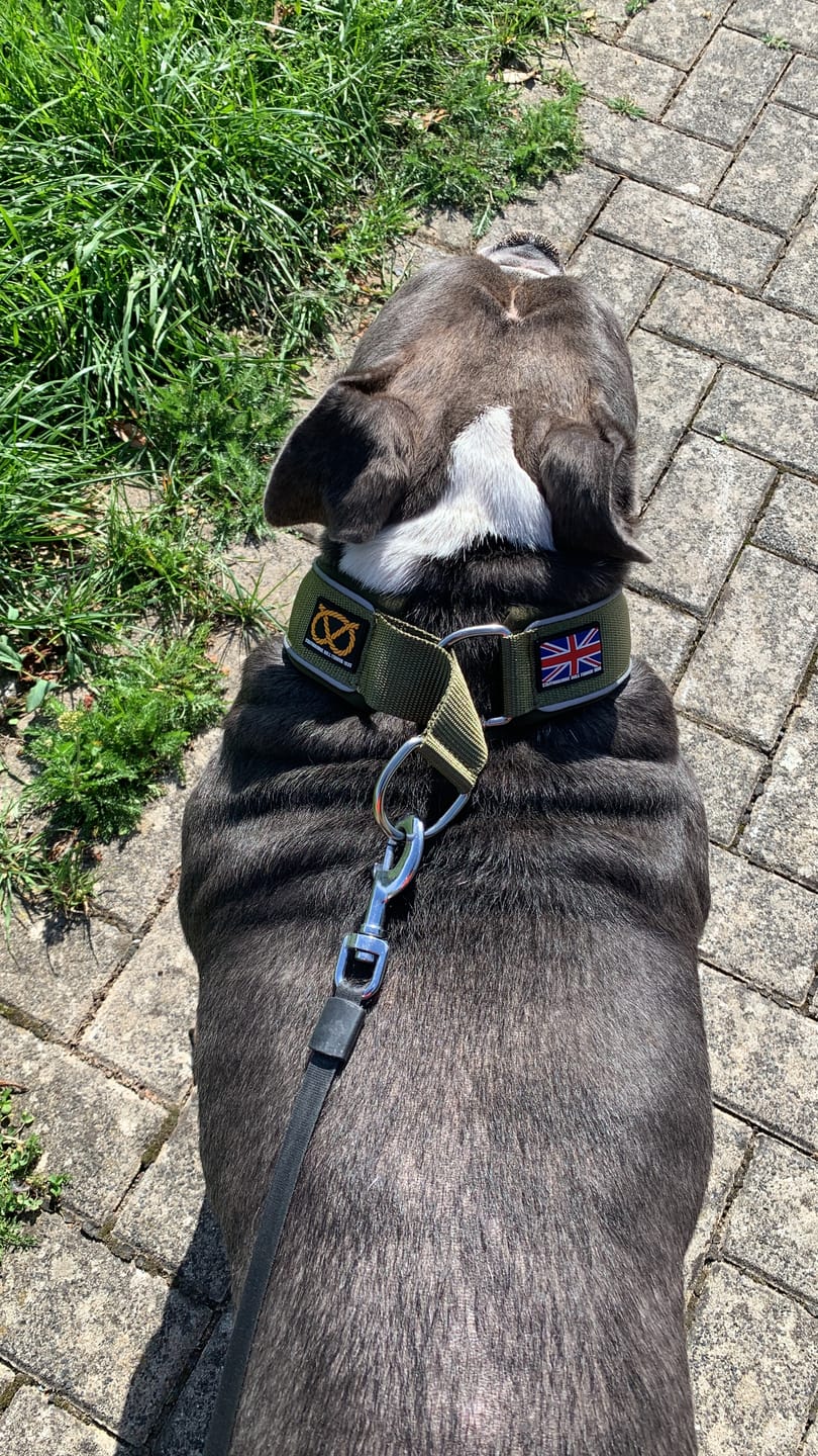 Customer photo review of Staffordshire Bull Terrier 1935® Martingale Collar - Green