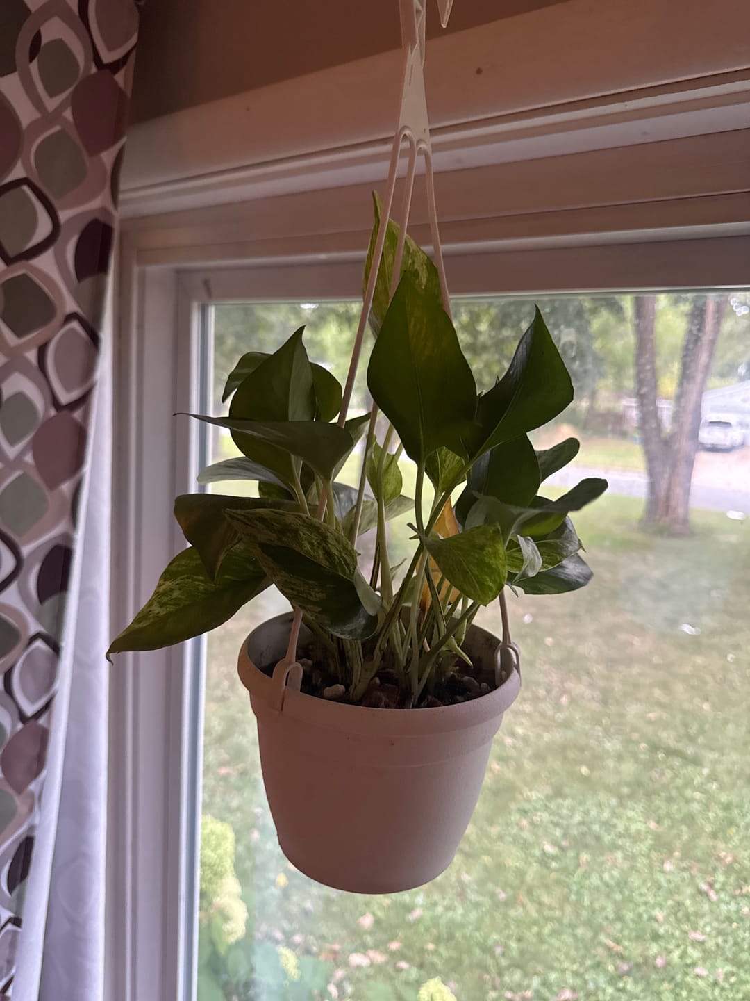 Customer photo review of RARE Marble Pothos Cuttings - Gorgeous Variegated Indoor easy care house plant, Marble Pothos, White and Green variegation propagation plant