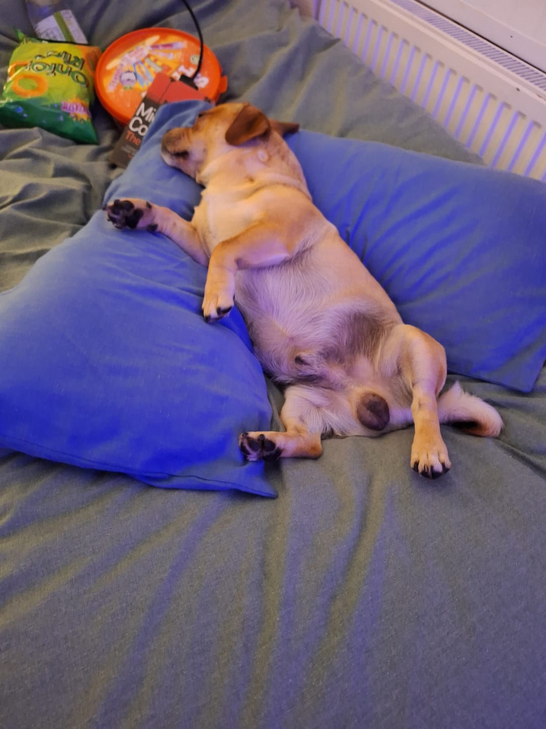 Customer photo review of MultiProtein Dry Puppy Food