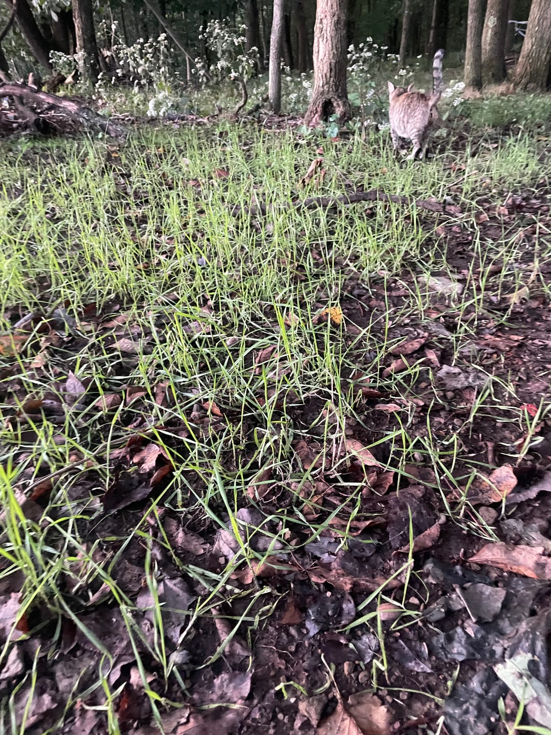 Customer photo review of 3-Way Grainz Food Plot Seed