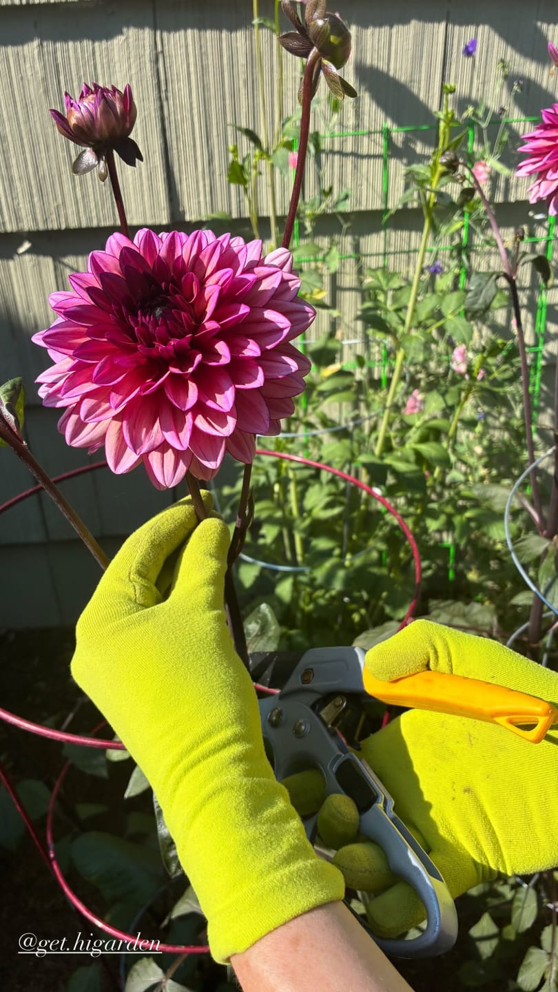 Customer photo review of higarden mid rise gloves