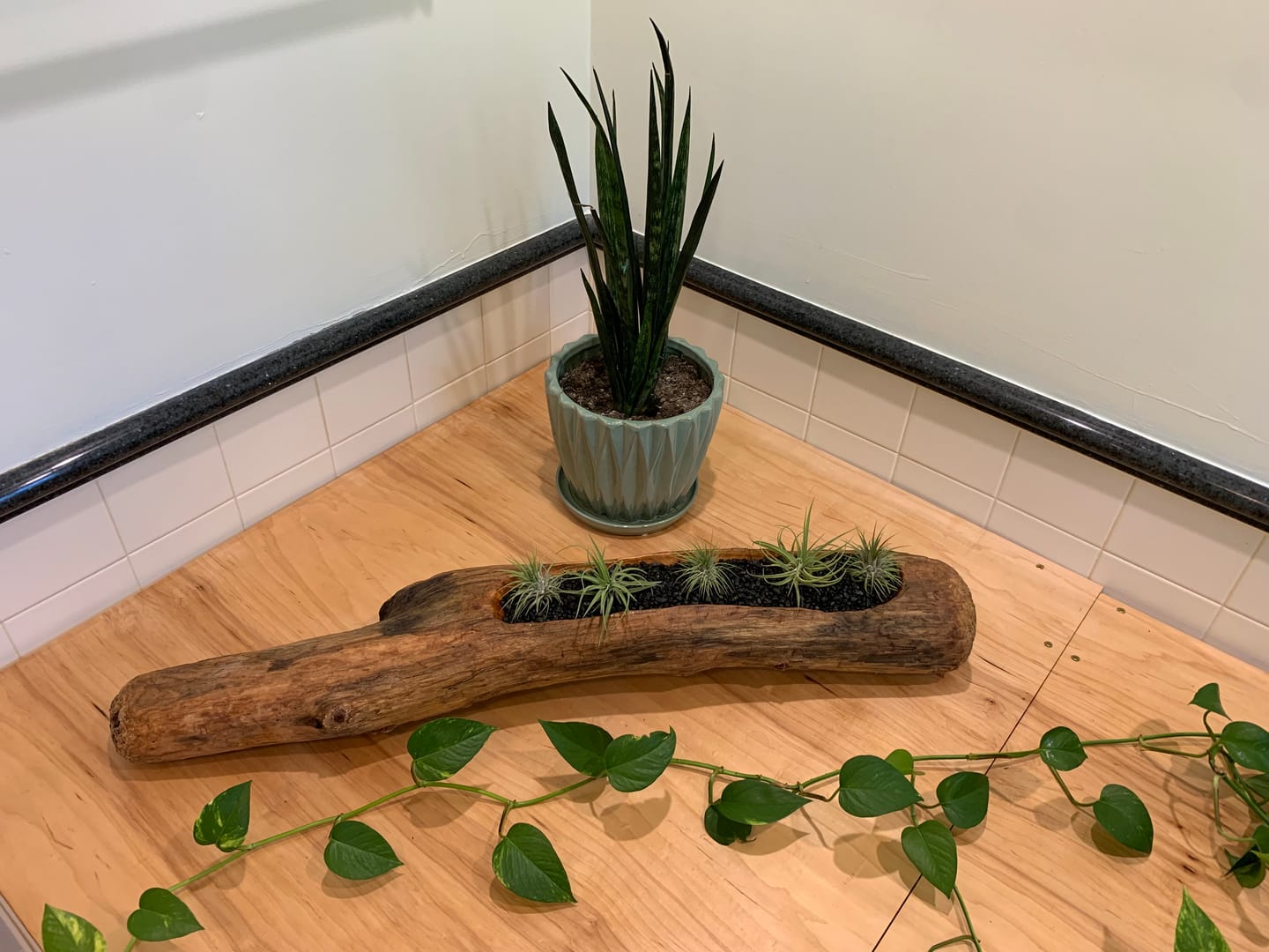 Customer photo review of Ionantha Guatemala