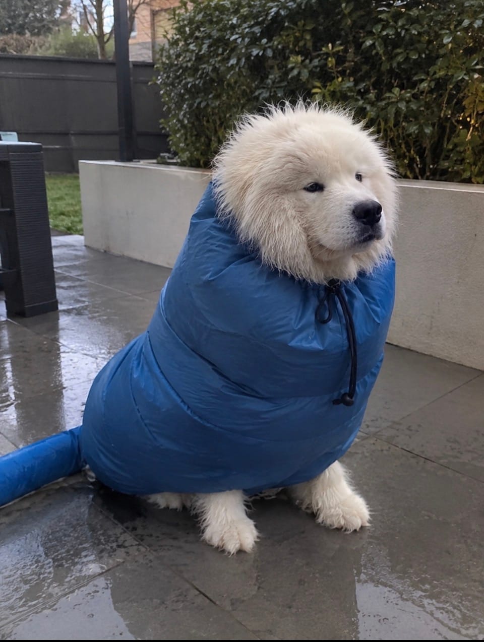 Customer photo review of asciugabau - PetDry