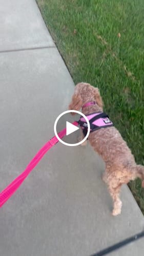 Customer video review of Bungee Leash