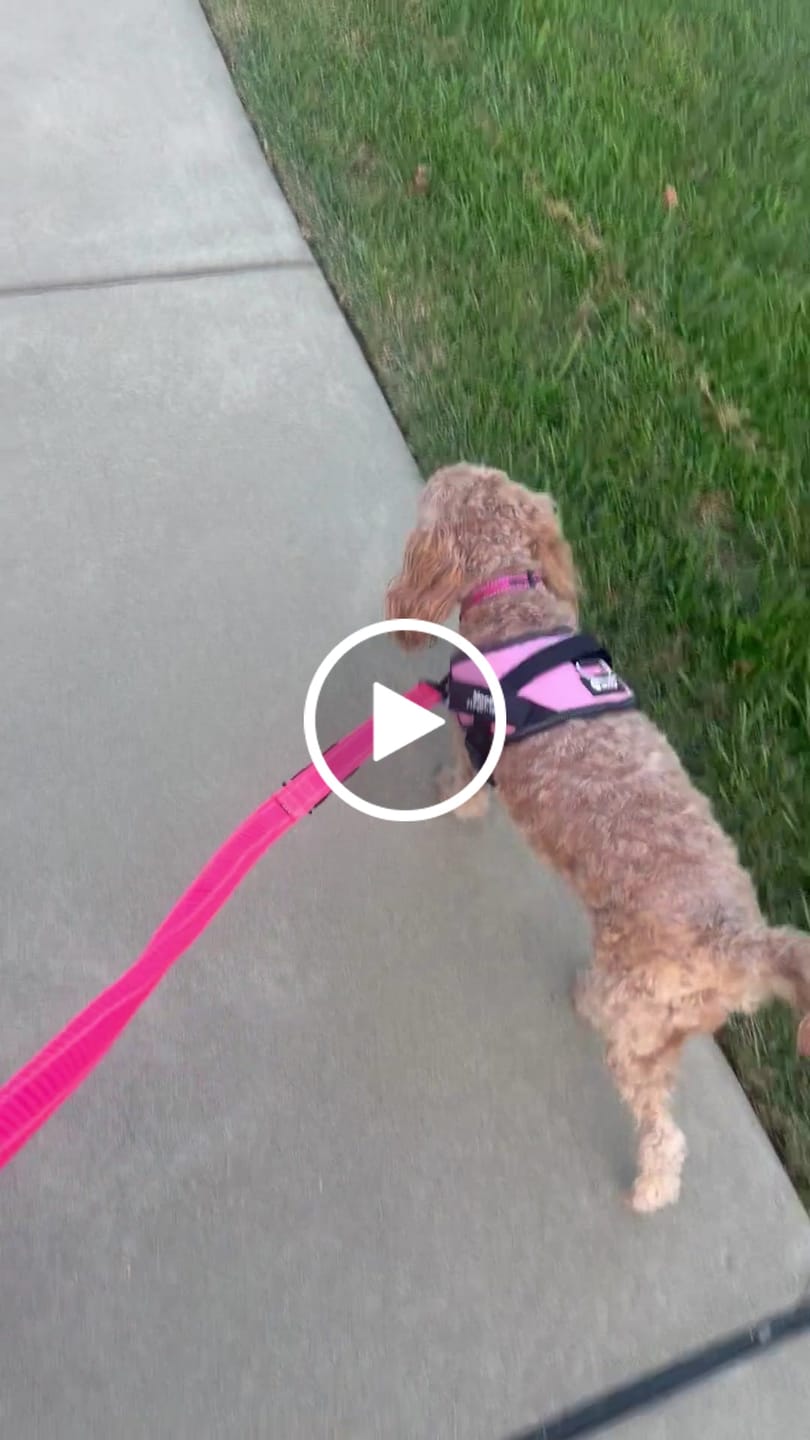 Customer video review of Bungee Leash