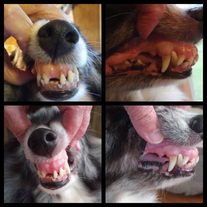 Customer photo review of 1-TDC  Oral Health + Mobility Support for Dogs