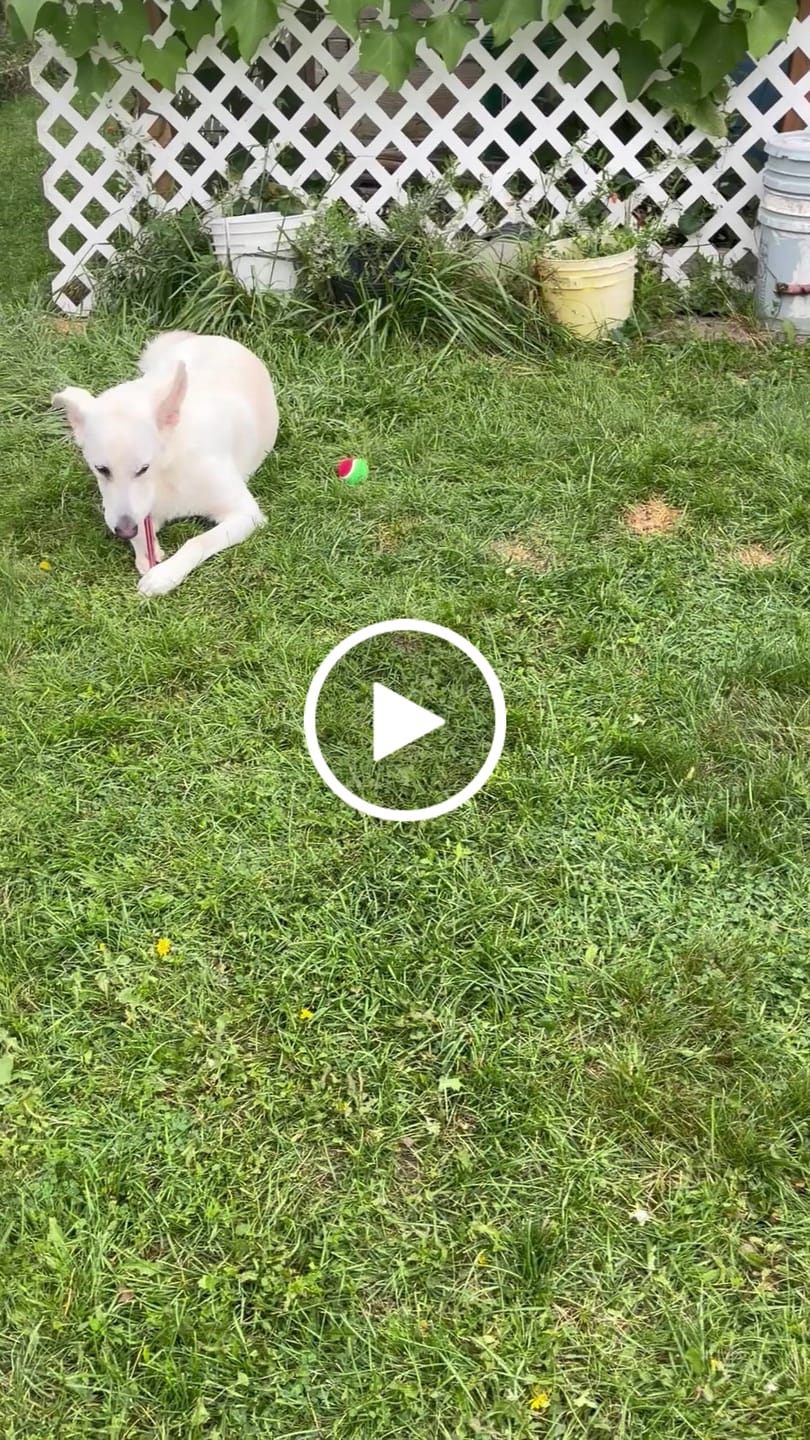 Customer video review of 12 Inch Standard Bully Stick