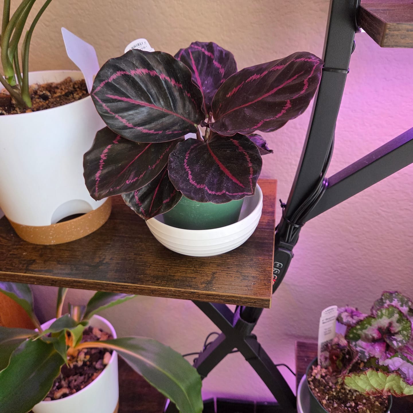 Customer photo review of Calathea roseopicta 'Dottie'
