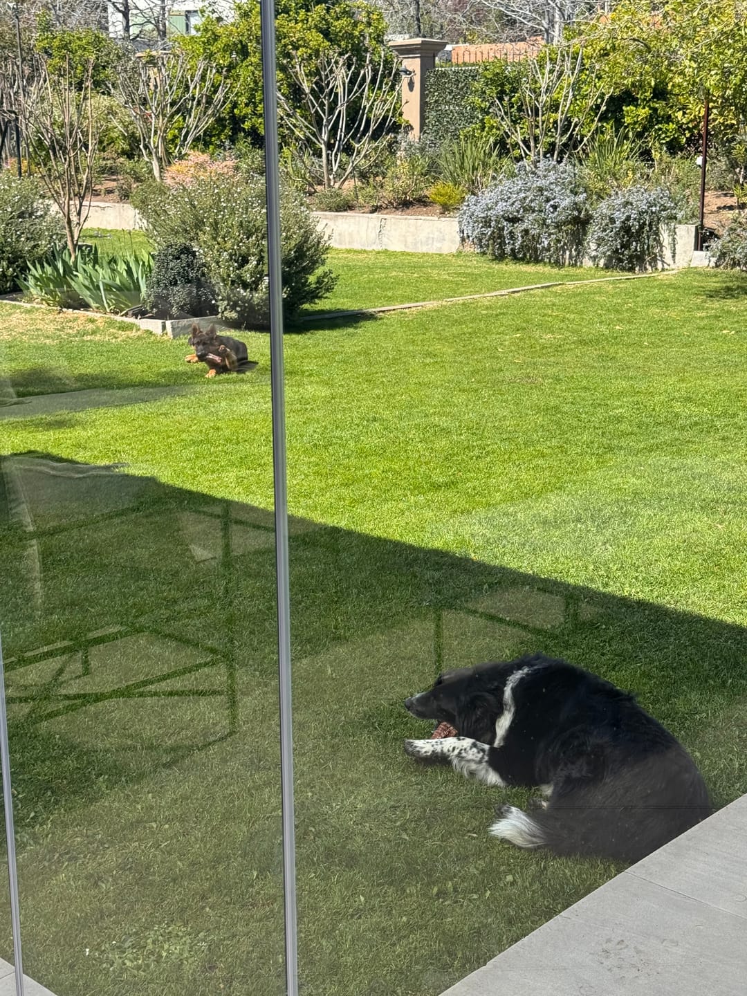 Customer photo review of Tráquea de vacuno para perros (masticable natural) - Pack 10 unidades - Rinde hasta 2 meses