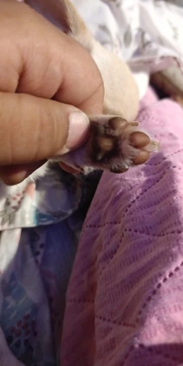 Customer photo review of Nose & Paw Repair Balm