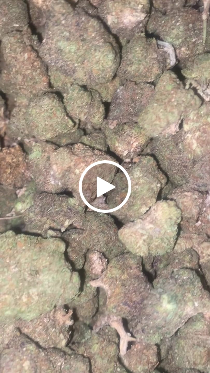 Customer video review of Toadlato THCA Flower